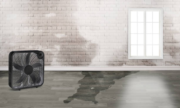 Best Water damage cleanup near me  in Eden Prairie, MN